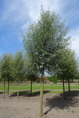 Salix-a-Belders-ho-25-30-35-2