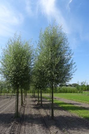 Salix-a-Belders-ho-25-30-35-3