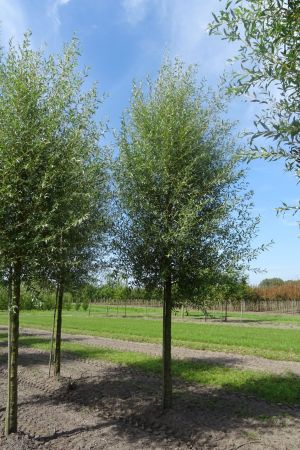 Salix-a-Belders-ho-25-30-35