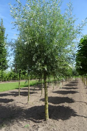 Salix-a-Belders-knot-250cm-20-25-30-2