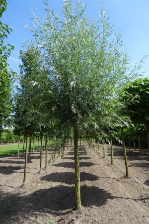 Salix-a-Belders-knot-250cm-20-25-30