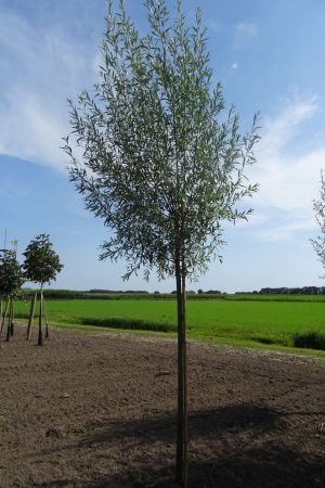 Salix-a-Belders-knotvorm-250cm-12-14-16