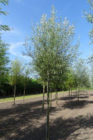 Salix-a-Belders-knotvorm-250cm-14-16-18