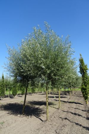 Salix-a-Belders-knotvorm-250cm-18-20-25-2