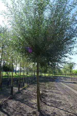 Salix-a-Belders-knotvorm-250cm-18-20-25-3