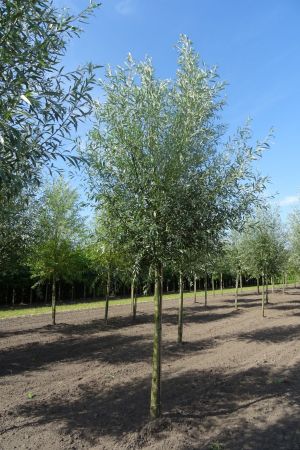 Salix-a-Belders-knotvorm-250cm-18-20-25