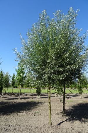 Salix-a-Belders-knotvorm-250cm-20-25-30