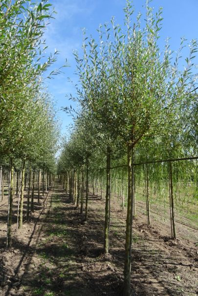 Salix alba 'Chermesina' HO