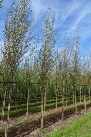 Salix-a-Chermesina-ho-14-18