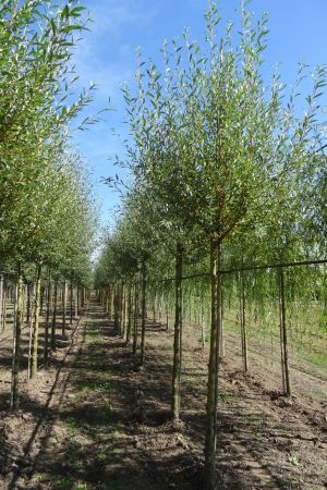 Salix-a-Chermesina-ho-16-20