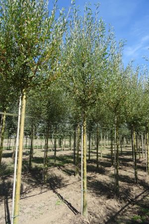 Salix-a-Chermesina-ho-18-25