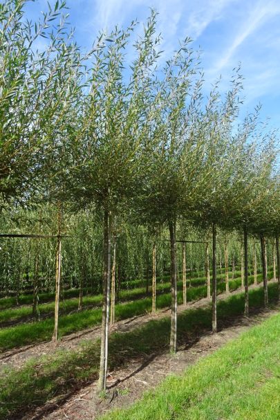 Salix alba 'Chermesina' KNOT