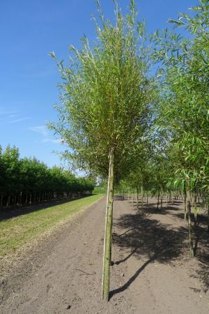 Salix-a-Chermesina-ho-18-20-25-2