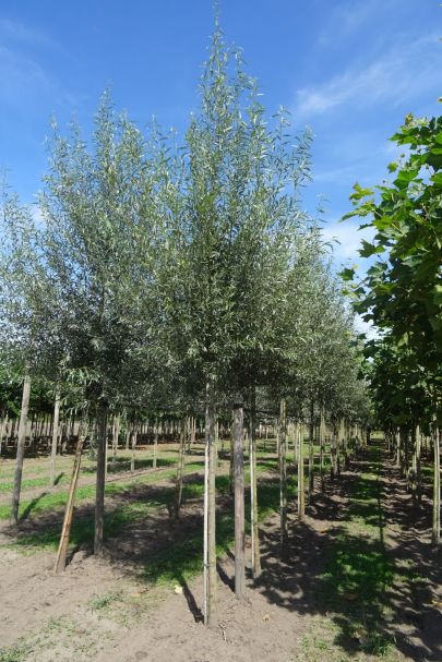 Salix alba HO