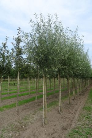 Salix-a-lba-knotvorm-250cm-18-25