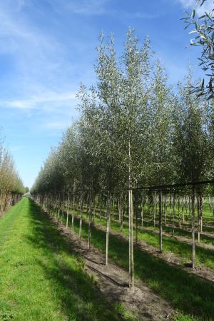 Salix-alba-ho-14-18