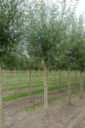 Salix-alba-knotvorm-250cm-18-25