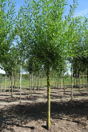 Salix-alba-knotvorm-180cm-18-25
