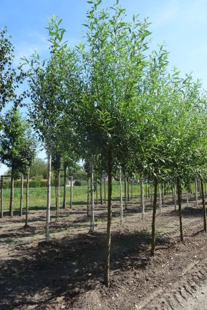 Salix-alba-knotvorm-240cm-16-20