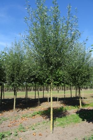 Salix-alba-knotvorm-250cm-18-25