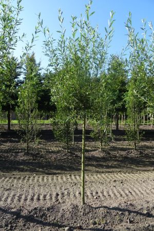 Salix-alba-knotvorm-180cm-12-14-16