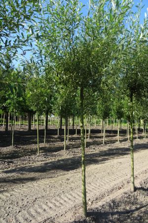 Salix-alba-knotvorm-225cm-16-18-20