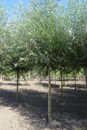 Salix-alba-knotvorm-250cm-16-18-20