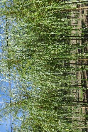 1_Salix-s-Chrysocoma-ho-16-20-2
