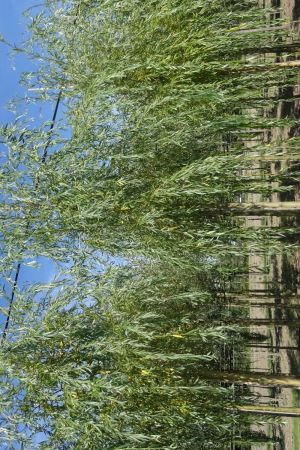 1_Salix-s-Chrysocoma-ho-16-20
