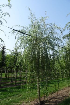 1_Salix-s-Chrysocoma-ho-18-25
