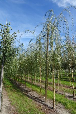 Salix-s-Chrysocoma-ho-12-16