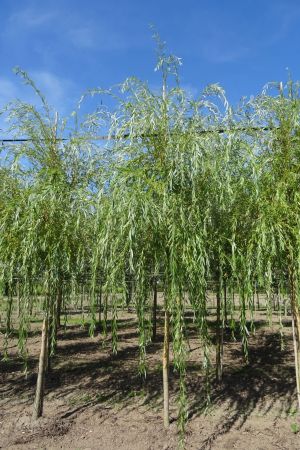 Salix-s-Chrysocoma-ho-16-20-2