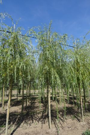 Salix-s-Chrysocoma-ho-16-20
