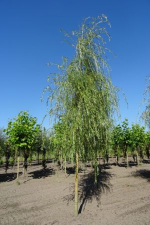 Salix-s-Tristis-ho-18-20-25-2