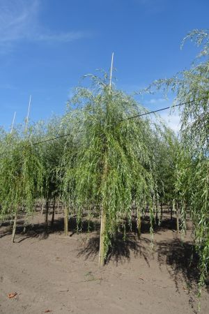 Salix-s-Tristis-ho-18-20-25