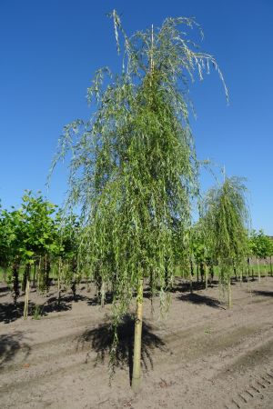 Salix-s-Tristis-ho-20-25-30