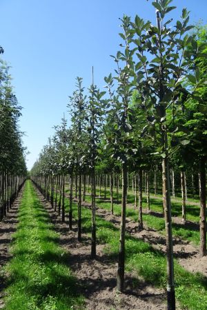Sorbus-a-Magnifica-ho-12-16
