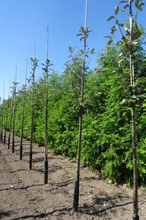 Sorbus-a-Magnifica-ho-10-12-14-2