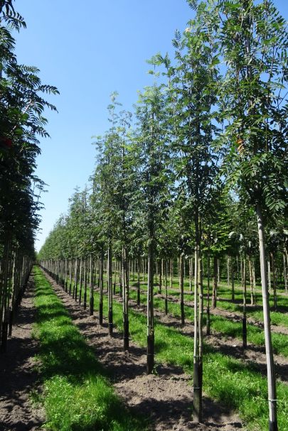 Sorbus aucuparia edulis HO
