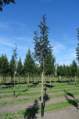 Sorbus-a-Edulus-ho-16-20