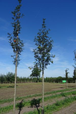 2_Sorbus-aucuparia-ho-16-20