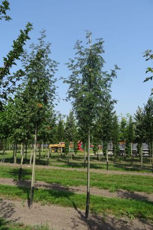 Sorbus-aucuparia-ho-16-20