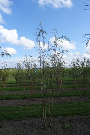 Sorbus-aucuparia-meerstam-250-300-2