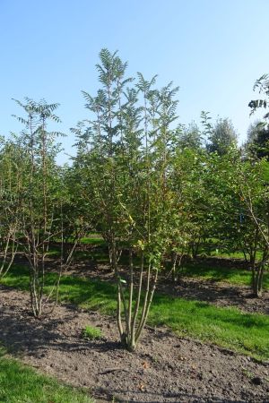 Sorbus-aucuparia-meerstam-300-350-2