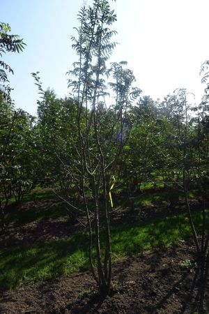 Sorbus-aucuparia-meerstam-300-350-3