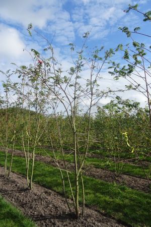 Sorbus-aucuparia-meerstam-300-350