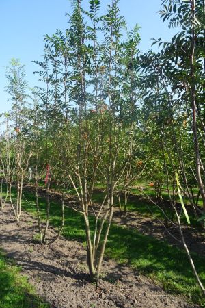 Sorbus-aucuparia-meerstam-350-400