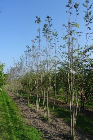 Sorbus-aucuparia-meerstam-400-450