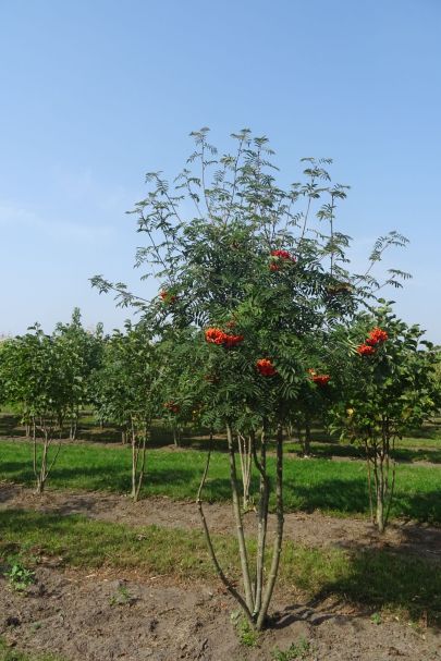 Sorbus aucuparia MRSTAM