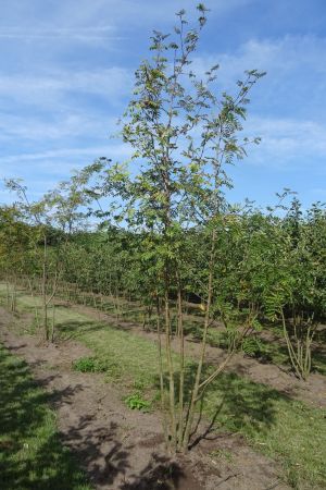 Sorbus-aucuparia-meerstam-250-300